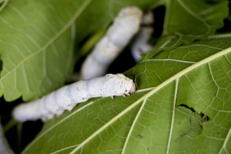 【22】小満初候 第二十二候「蚕起食桑(かいこおきてくわをくう)」 広尾88アカデミー 【22】小満初候 第二十二候「蚕起食桑(かいこおきてくわをくう)」 広尾88アカデミー